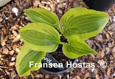 Hosta Penny Lane